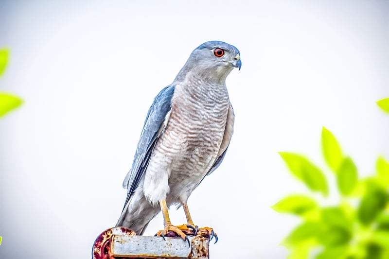 Wildlife Captures