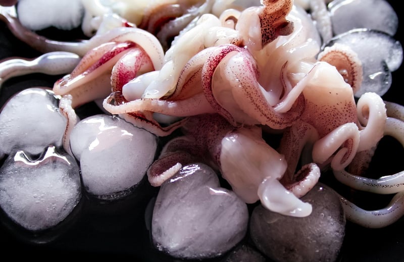 Giant Squid